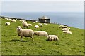 SW9641 : Sheep grazing by the old coastguard lookout at Caerhays by Simon Mortimer