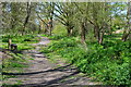 Streamside path, Storrington