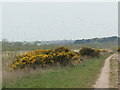 SE3828 : Flowering gorse and black-headed gulls at St Aidan's by Christine Johnstone