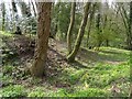 Walnut Shell Coppice