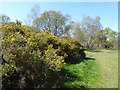 Gorse on Barnes Common