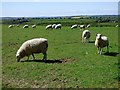 Pasture, Veryan