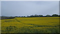 SU6437 : Farmland near to Hattingley by Peter Mackenzie