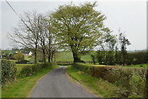 H4170 : Large tree along Tamlaght Road by Kenneth  Allen