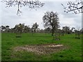 March, and the pear blossom is out