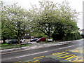 White blossom, St Benedict