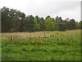 TL8295 : Rough grassland in STANTA by David Pashley