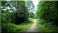 Track through Watchwood Plantation