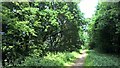 Track through Haywood Oaks Plantation