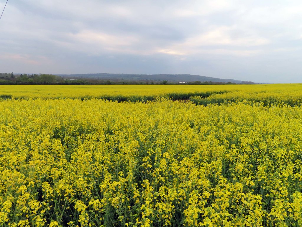 Field of rape near Yarnton © Steve Daniels :: Geograph Britain and Ireland