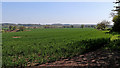 SO7999 : Shropshire farmland west of Pasford by Roger  D Kidd