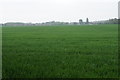 Wheat field near Halewood Farm