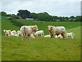 Pasture, Ruanlanihorne