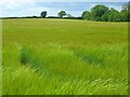 SW8943 : Farmland, Tregoney by Andrew Smith
