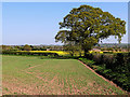 Shropshire cropfields near Whiston Cross