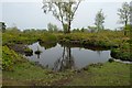 SJ4952 : Pond on Bickerton Hill by Jeff Buck