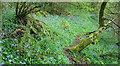 Bluebells, Greatrock Copse