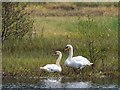 NH7676 : A pair of Mute Swans on Loch Kildary Island by valenta