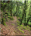 Path through Greatrock Copse #10