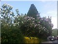 Lilac bush on Corringham Road, Hampstead Garden Suburb