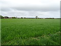 Crop field, Homer Green