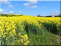 Oilseed rape crop on the north side of the Carrickrovaddy Road