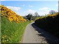 Descending East down the whin hedged Barr Hill road