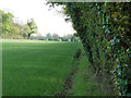 Cereal crop with hedge