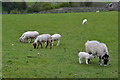 Sheep grazing beside Tophole Road