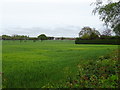 Crop field off Moss Lane