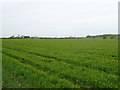 Crop field near Poplar Farm