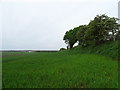 Crop field and hedgerow north off Shepherd