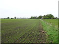 SD3809 : Newly planted crop near Wharton's Farm by JThomas