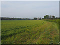 Looking Southwest along edge of arable field