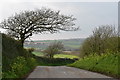SW9642 : Windswept trees near St Michael Caerhays by Simon Mortimer