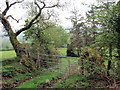 Llwybr Cors y Fran / Cors y Fran Path