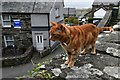 Harlech: Castle Kebab and Pizza House cat