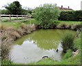 Pond on western side of The Tollgate, Staplecross