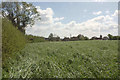 Grass field, South Petherton