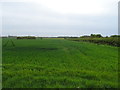 Crop field and hedgerow near Wood Hall Farm