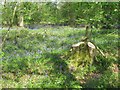 SO9072 : Bluebells at entrance to Chaddesley Wood by Jeff Gogarty