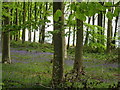 Bluebell wood