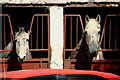 Stabled horses, Mullaghmore