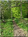 Entering Cavendish Wood