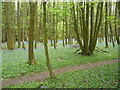 Spring bluebells in Elkin Wood