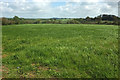 ST4511 : Grass field near Lower Severalls Farm solar farm by Derek Harper