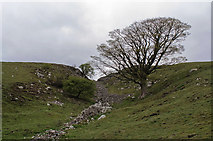 SE0090 : Gully and tree in Ponderledge Scar, Carperby by Julian Paren