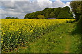 Path beside oilseed rape field, near Abbots Law