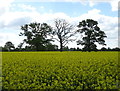 Oilseed rape crop, Horseman