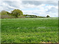 Grassland, Higher Wych